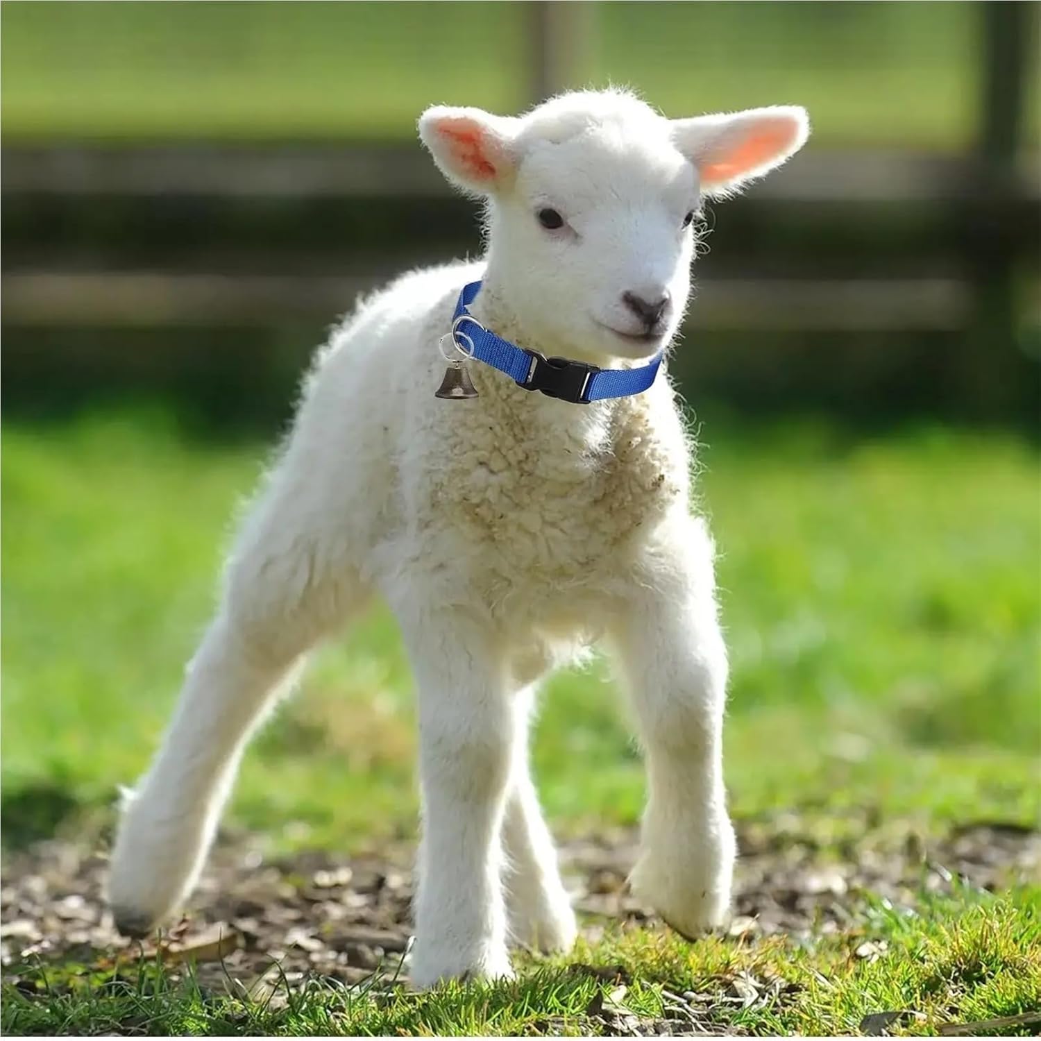 Goat Collar 6pcs Goat Collar Horse Sheep Grazing Bell Clear Sound Quick-Release Buckle Pet Accessories for Small Animal Cow for Small Farm Animal Sheep Cow(Brown)