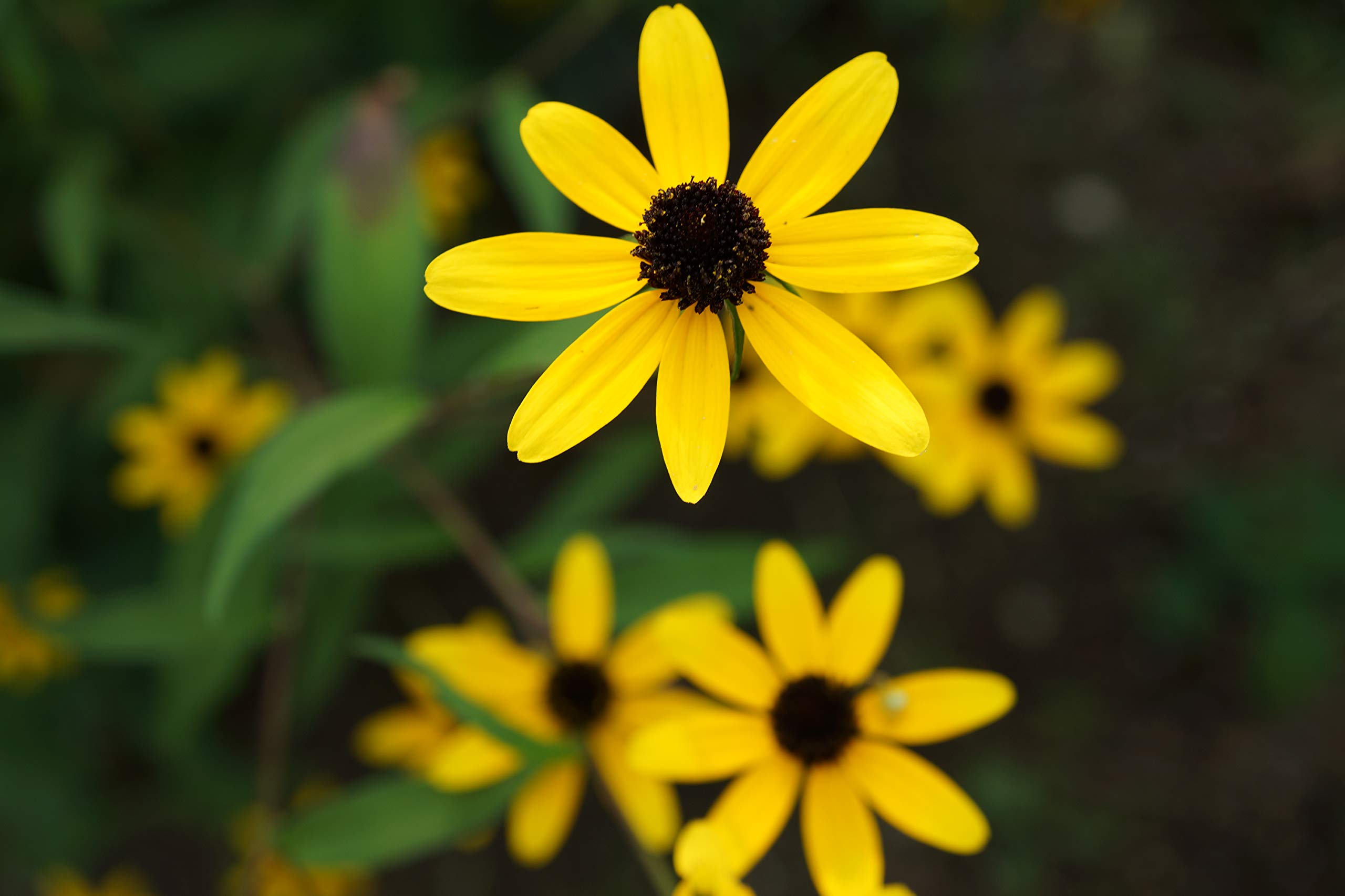 株分け抜き苗 ⑬ ルドベキア・タカオ 初心者向け】ルドベキアの増やし方｜種・株分け・挿し芽のコツと