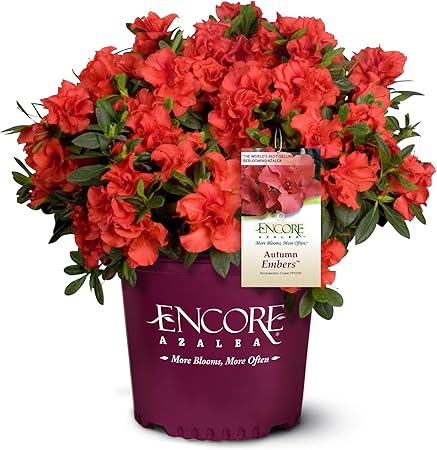 Encore Azalea 1 Gal. Autumn Embers Azalea Shrub