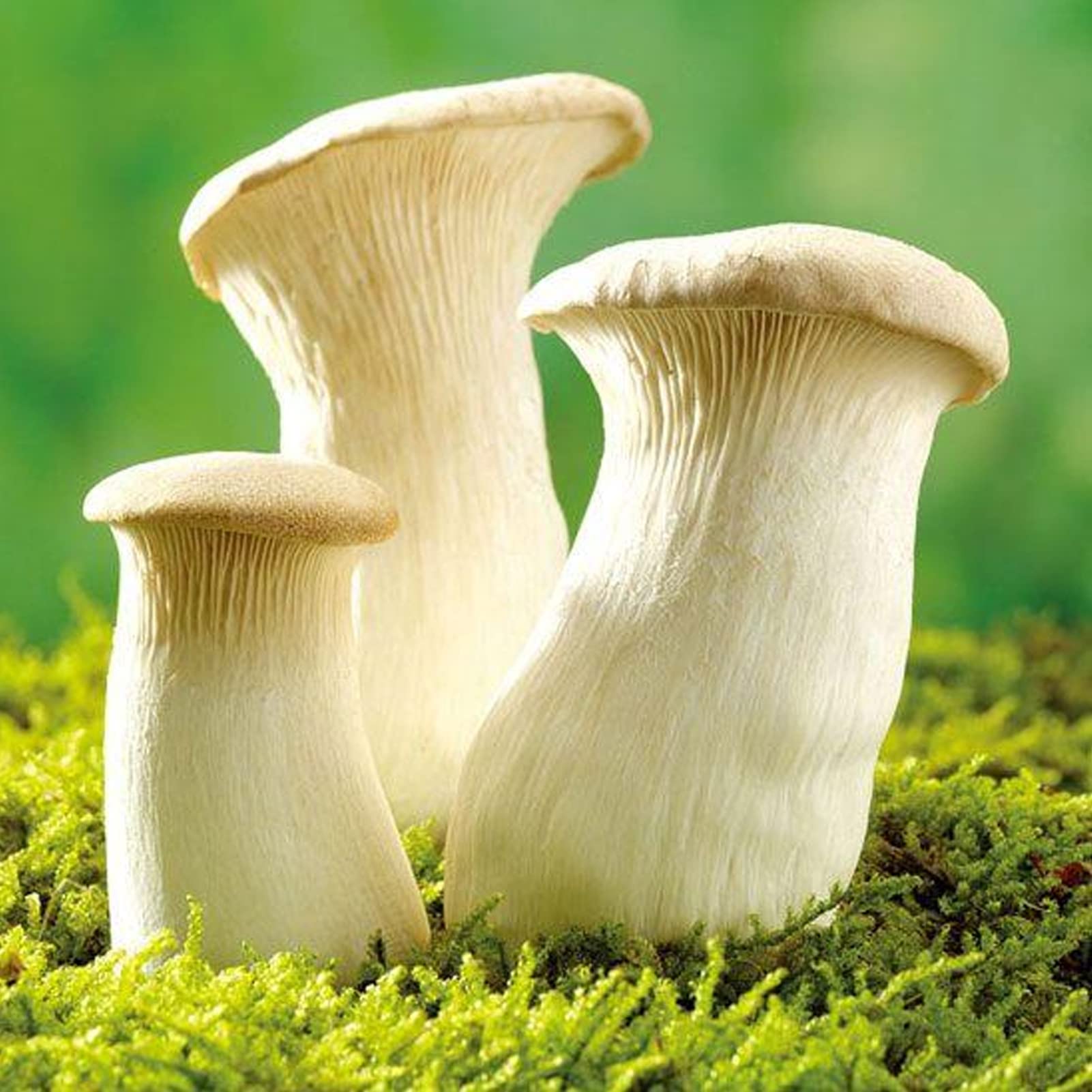 Haloppe 50 Pz Cantharellus Semi di Funghi per la Piantagione del Giardino  di Casa, Semi di Funghi Piante Micelio Spore Generano Semi Secchi per ...