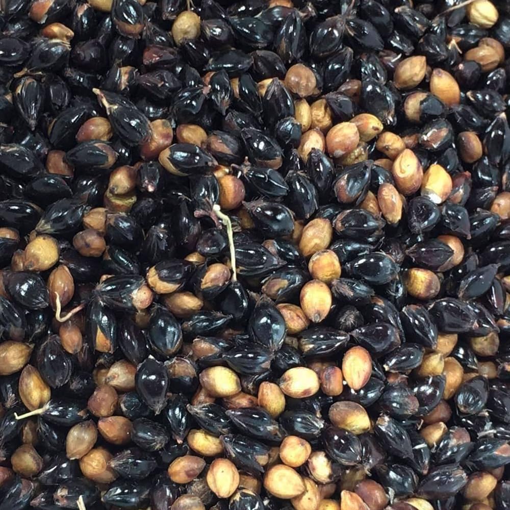 Black Sorghum Seeds for Birds, Wild Bird Food, Natural Grain Bird Feed-image-47