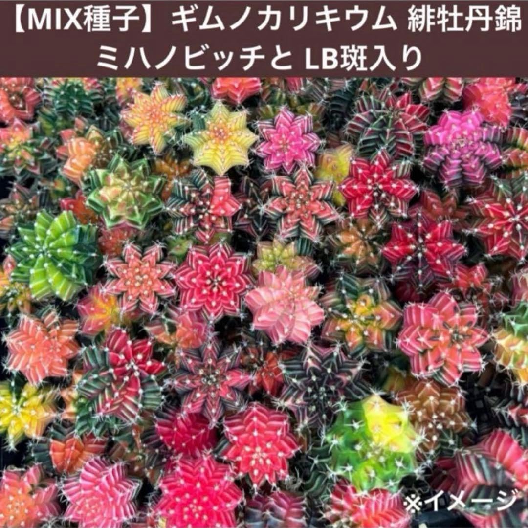 Amazon｜種子ギムノカリキウム ミハノビッチ 緋牡丹錦 サボテン 100粒