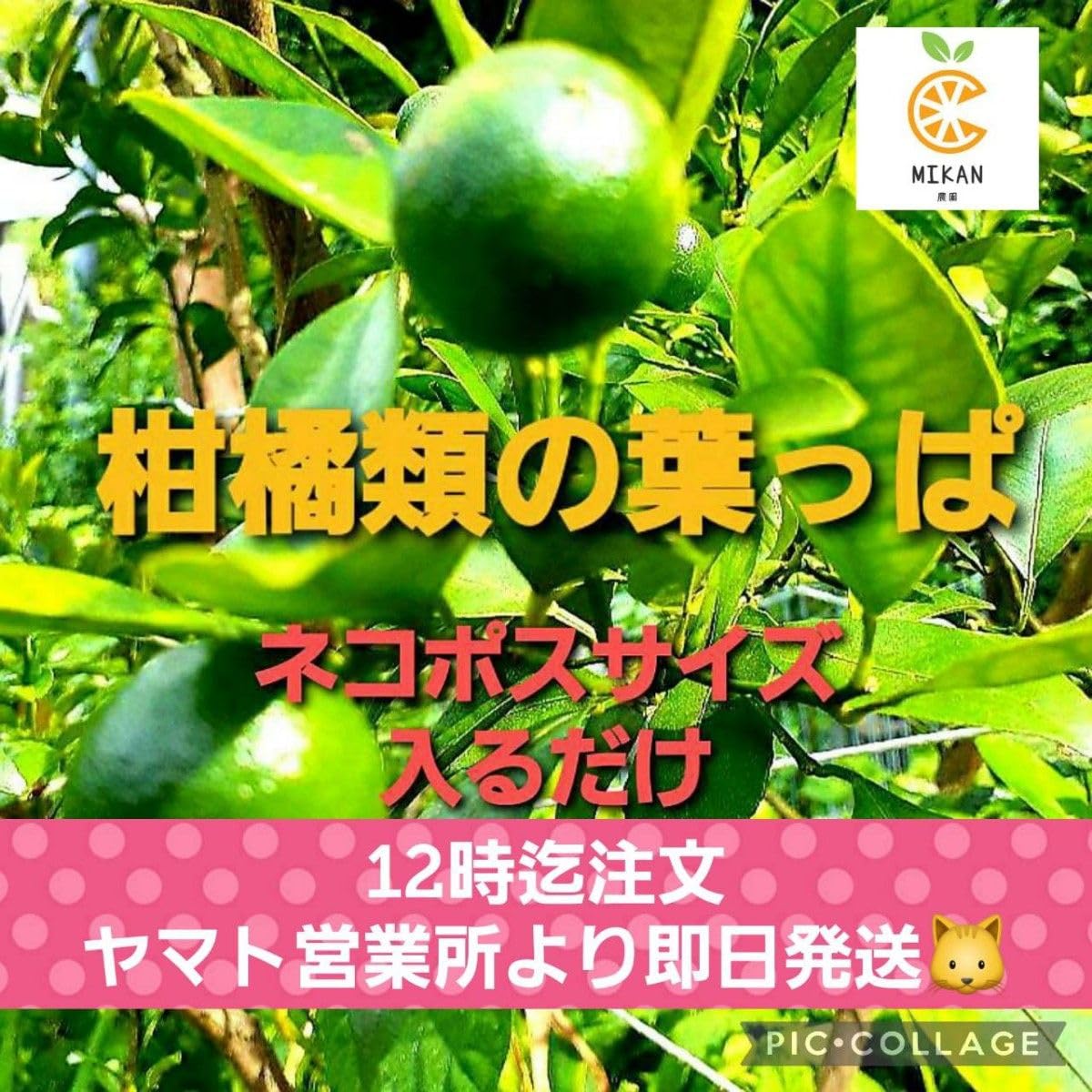 Amazon.co.jp: 柑橘系 アゲハチョウ幼虫の餌 50 : ペット用品