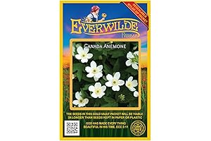 Everwilde Farms 75 Canada Anemone Native Wildflower Seeds: Goldilocks Jumbo Seed Packet