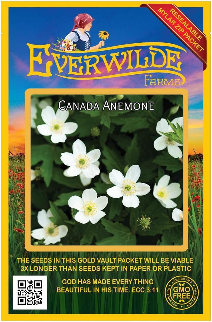 Everwilde Farms - 1 Oz Canada Anemone Native Wildflower Seeds - Gold Vault