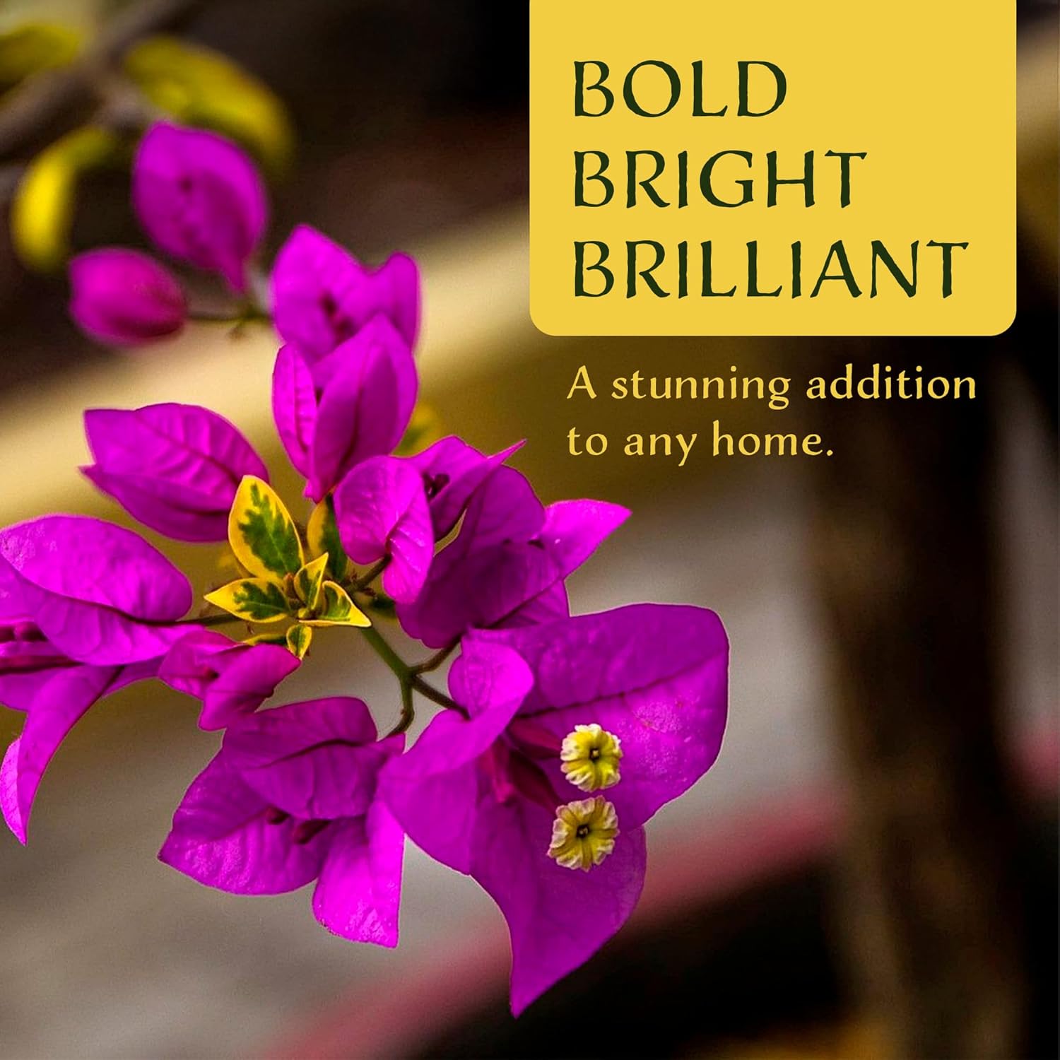 6 Raspberry Ice Bougainvillea | Live Plants in 2.5-inch Nursery Cubes | “Bougainvillea × Buttiana” Variety | Variegated Evergreen Vines and Shrubs | Pink-Purple Blooms for Home and Garden