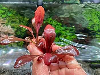 メルカリ便　●xyris sp red水中葉1株　水草　ADA　水槽 超希少水草】Xyris sp red キシリス 1株｜Yahoo!フリマ（旧