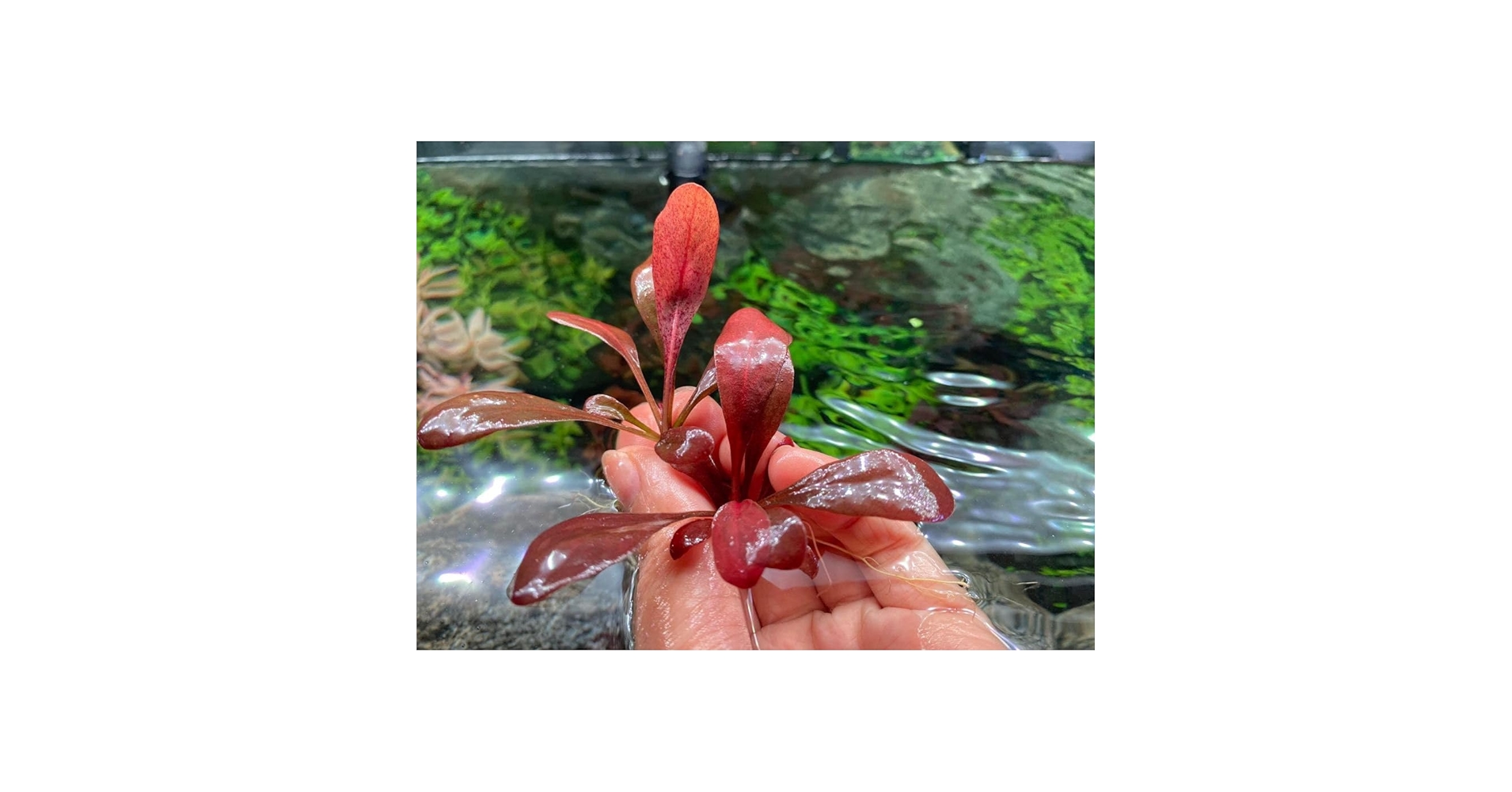 Amazon.co.jp: サモラス パルビフロルス レッド 水中葉 1株