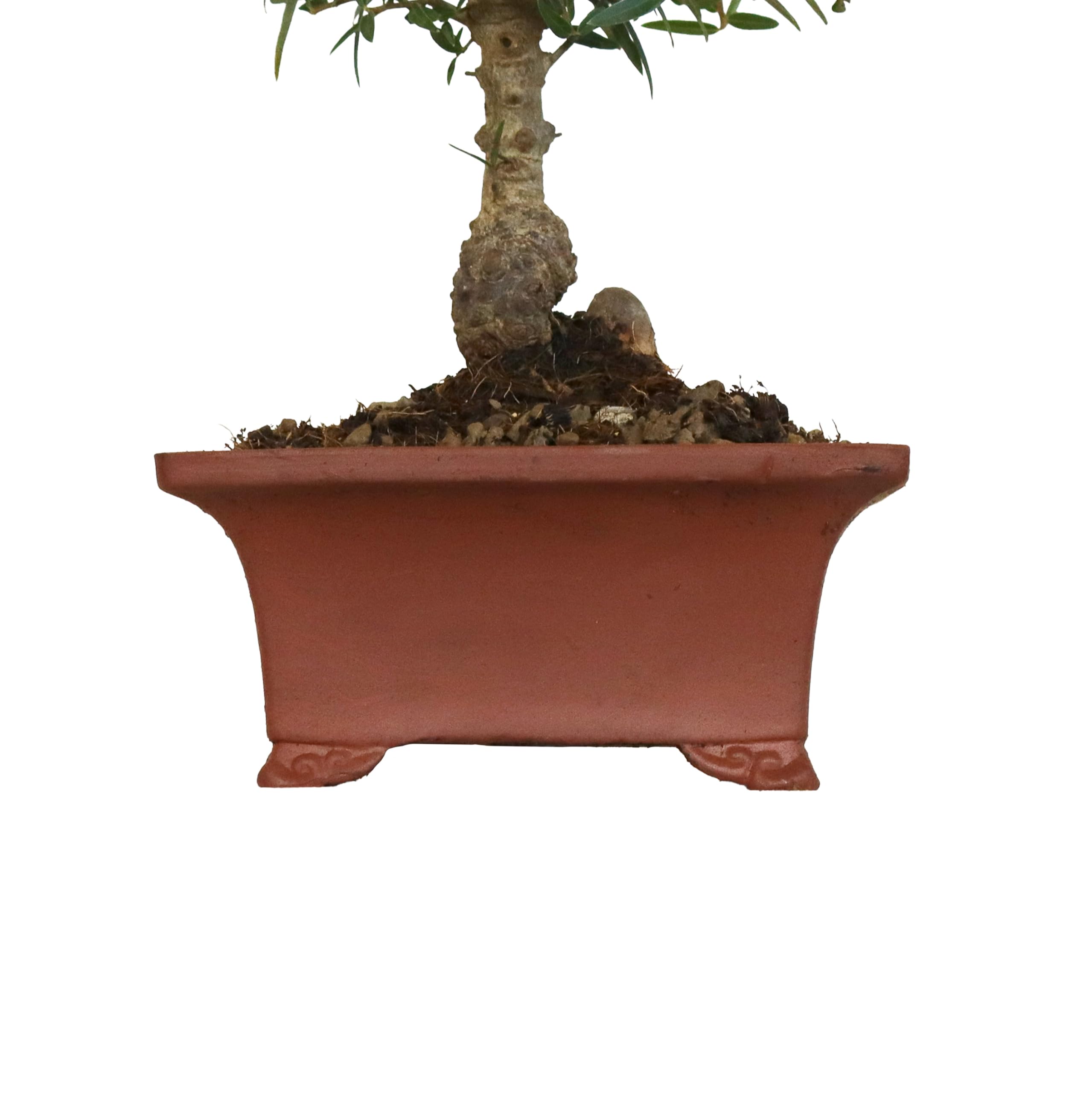 KENTIS - Bonsai di Fillirea - Phillyrea Angustifolia Ilatro Sottile - Bonsai Pianta Vera da Esterno - H 27/37 cm Vaso in Ceramica Ø 21 cm