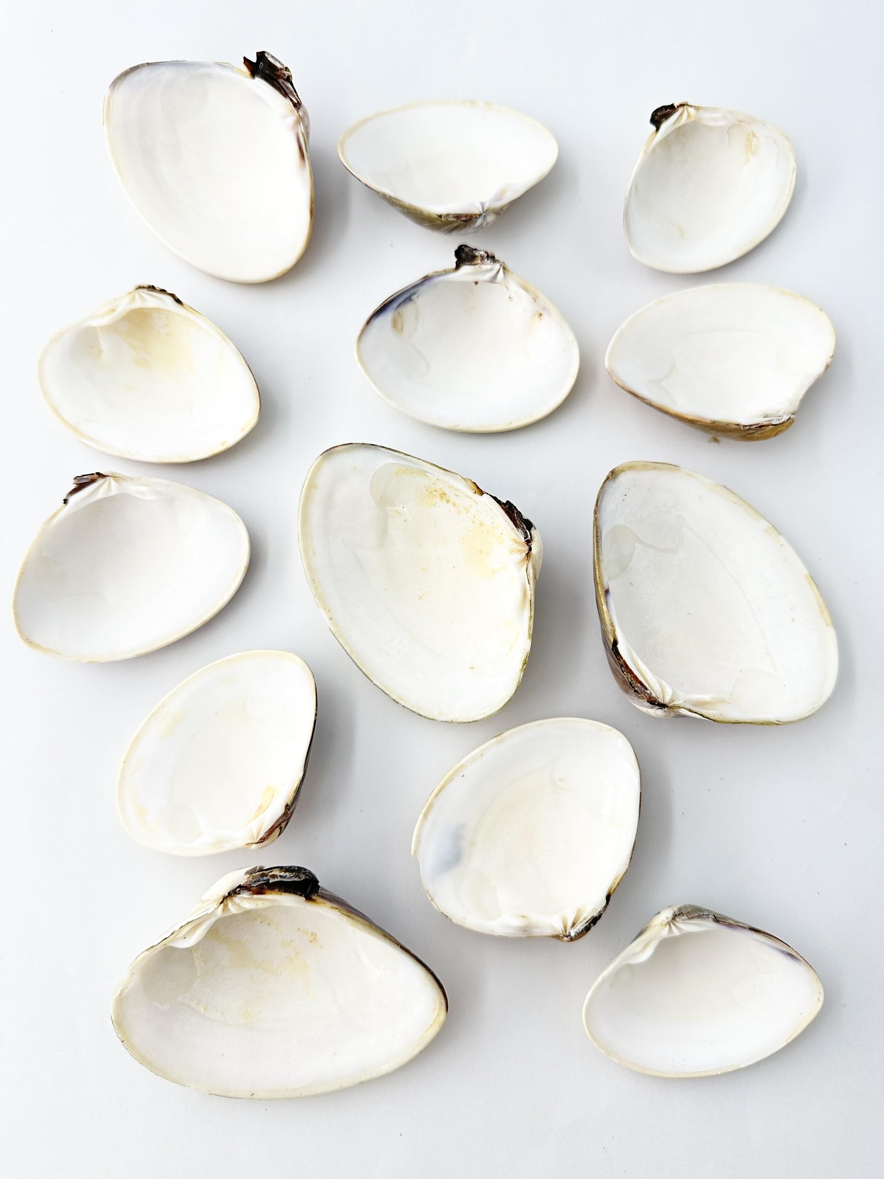 Amazon.co.jp: 貝殻の問屋さん: Mサイズ（5cm～15cm前後の貝殻）