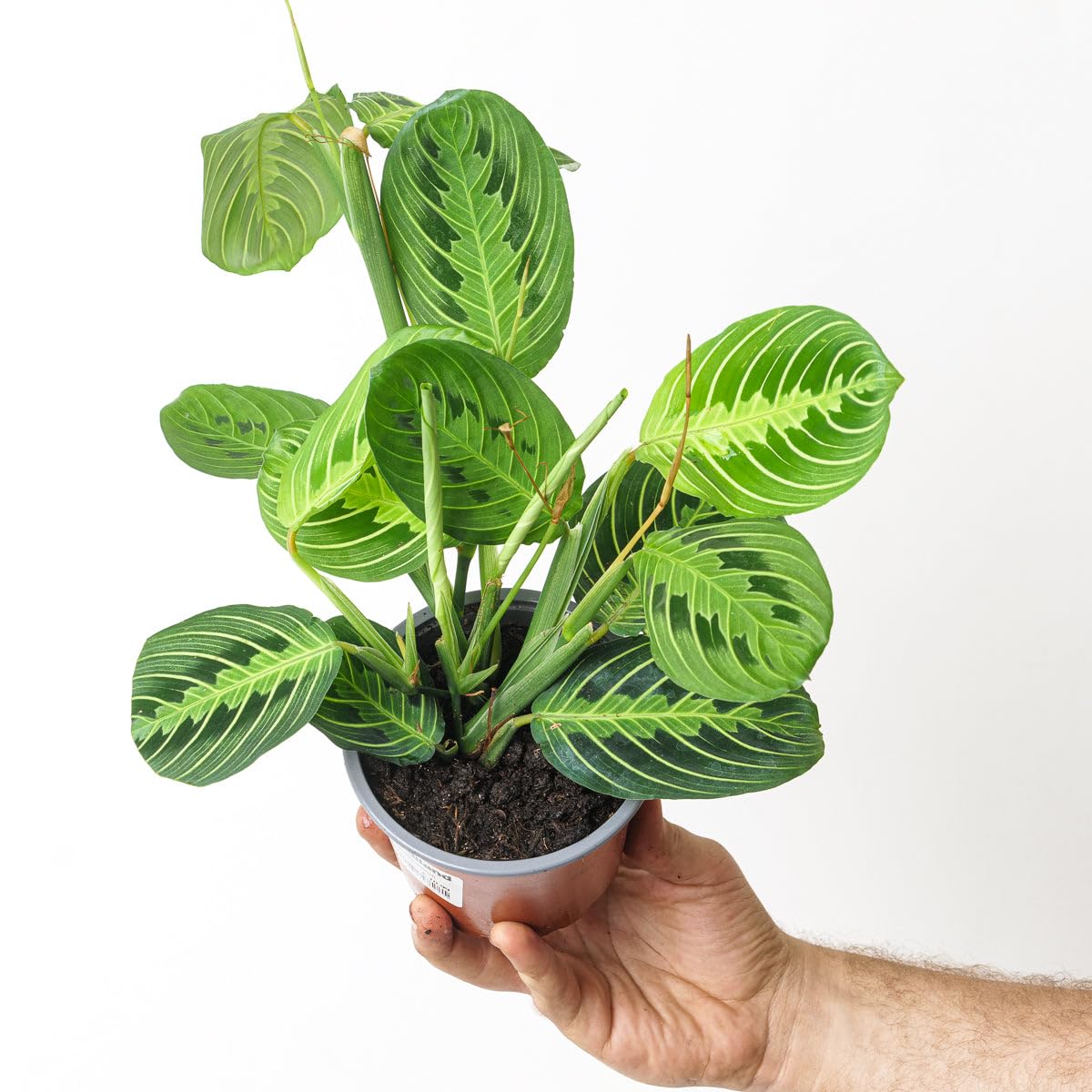 Maranta Lemon Lime, Prayer Plant, Easy Care and Pet Friendly Houseplant 12cm
