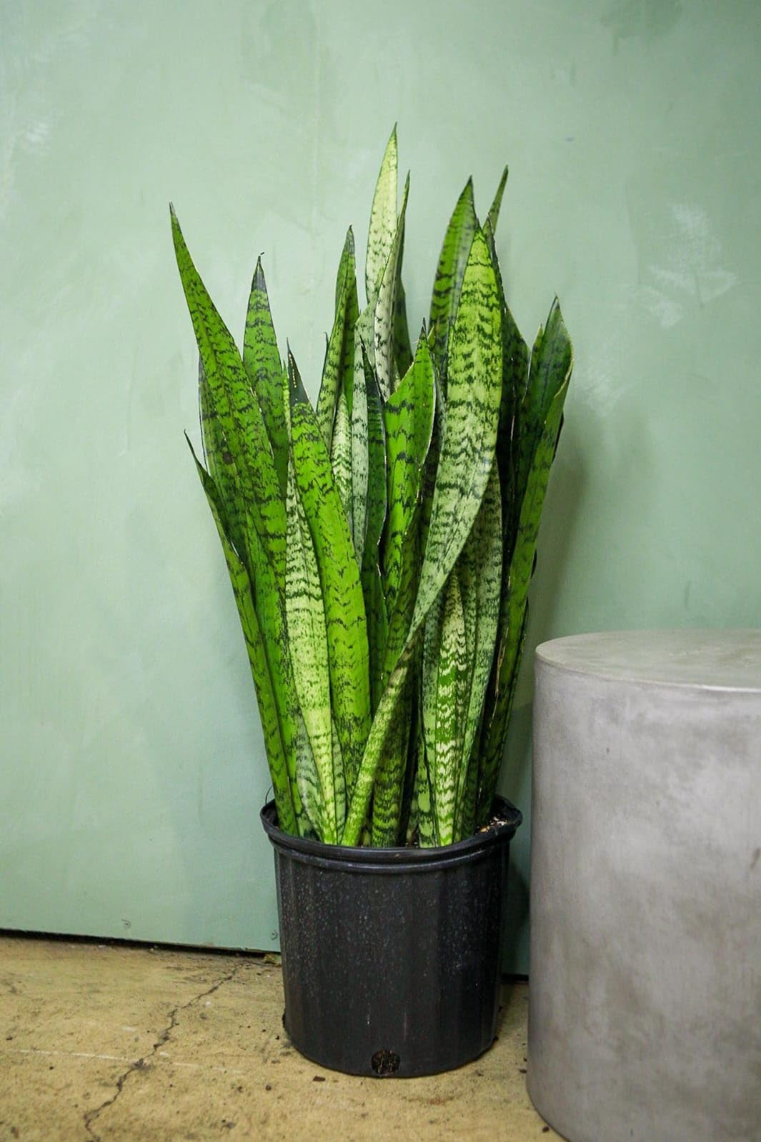 BEST OF AIR PURIFY EXPERT SNAKE PLANT (Sansevieria Trifasciata) | LOW MAINTENANCE | INDOOR OUTDOOR | FOR BADROOM, OFFICE, LIVING ROON, STAYERS CORNERS, GARDEN AND BALCONY | GOODLUCK PLANT FOR HOME-image-46