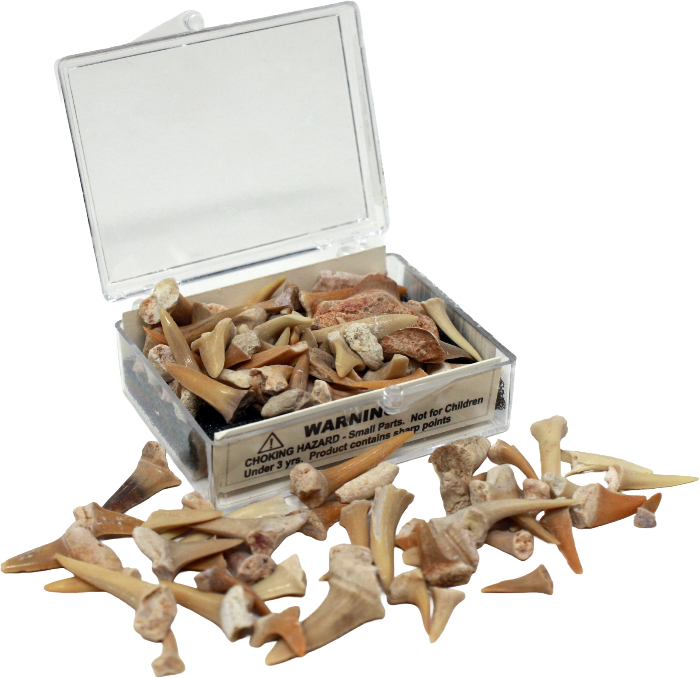 Photo 1 of Real Fossil Shark Teeth in a Display Box