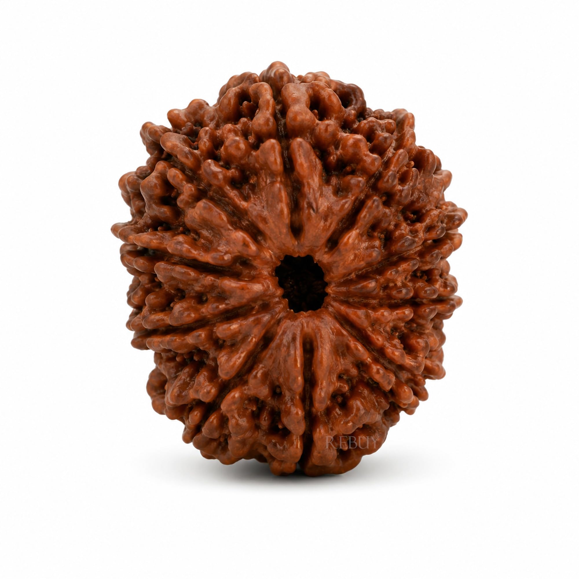 11 Mukhi Rudraksha Bead Eleven Faced Nepali Rudraksh Bead Original & Certified 11 Mukhi Rudraksha Bead for Men and Women, Color Brown, Origin Nepal By REBUY-image-23