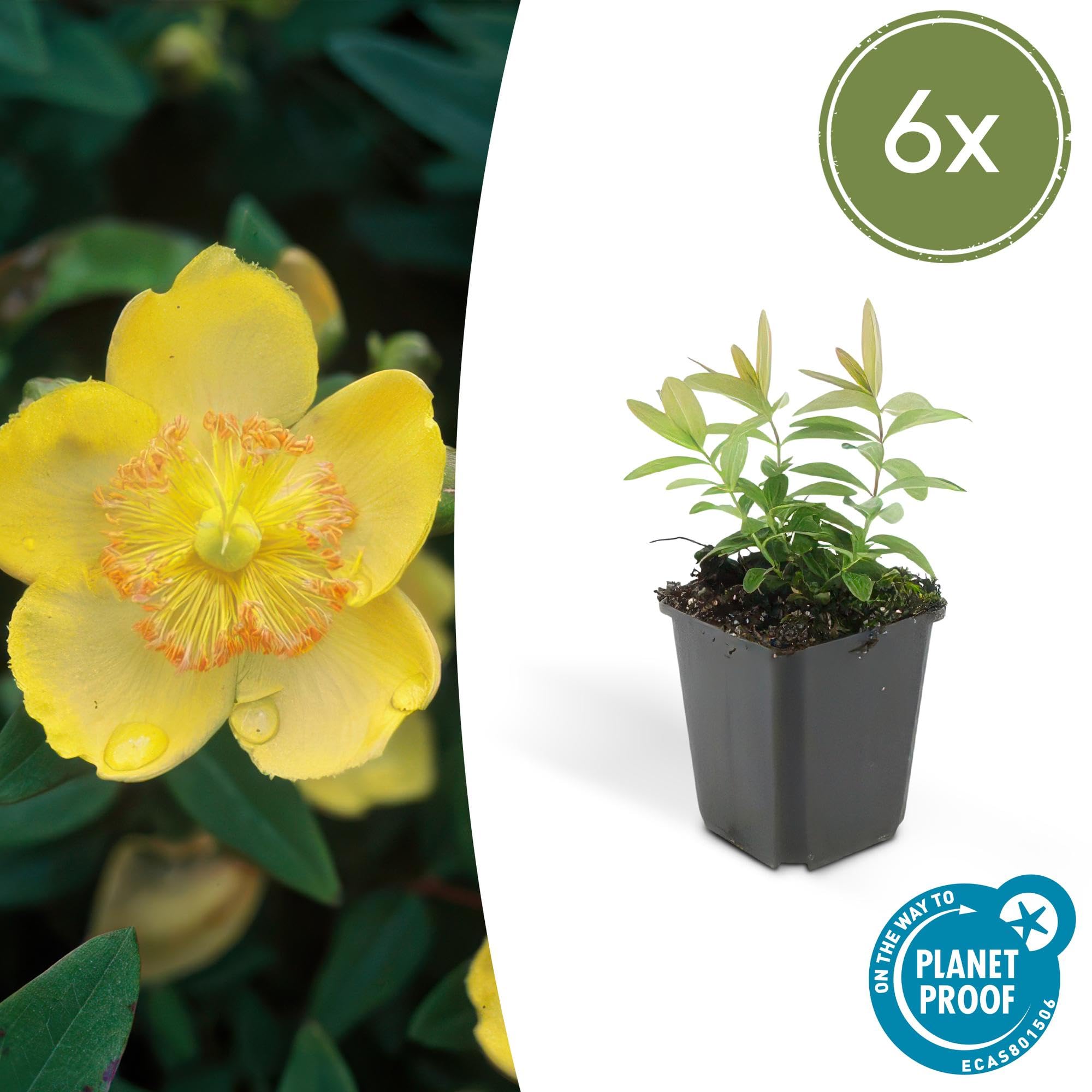 Hypericum Calycinum Tappezzante, Giardino, Giallo, Set da 6, Vaso 9 Cm