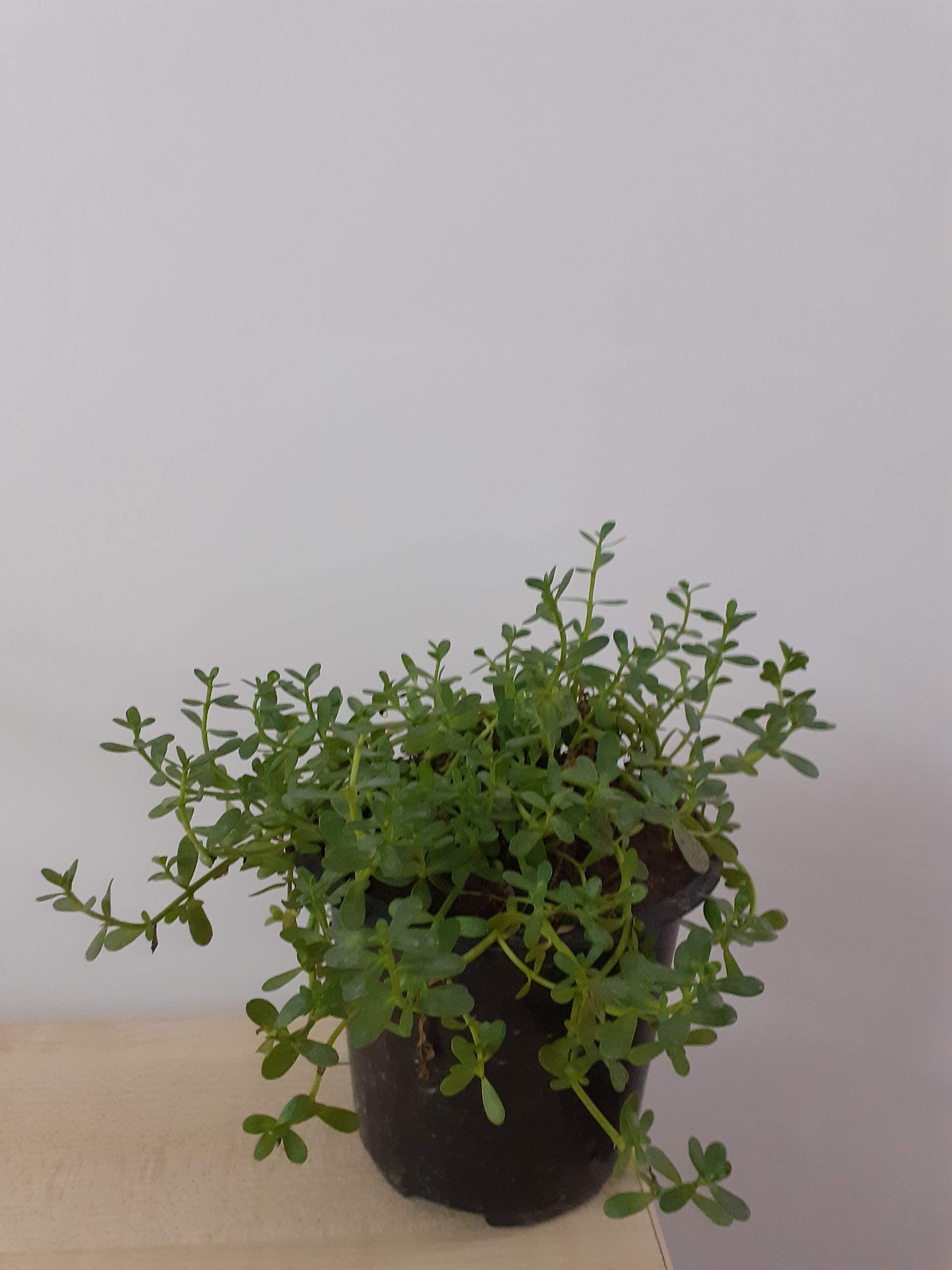 Brahmi/Bacopa monnieri Herb Plant