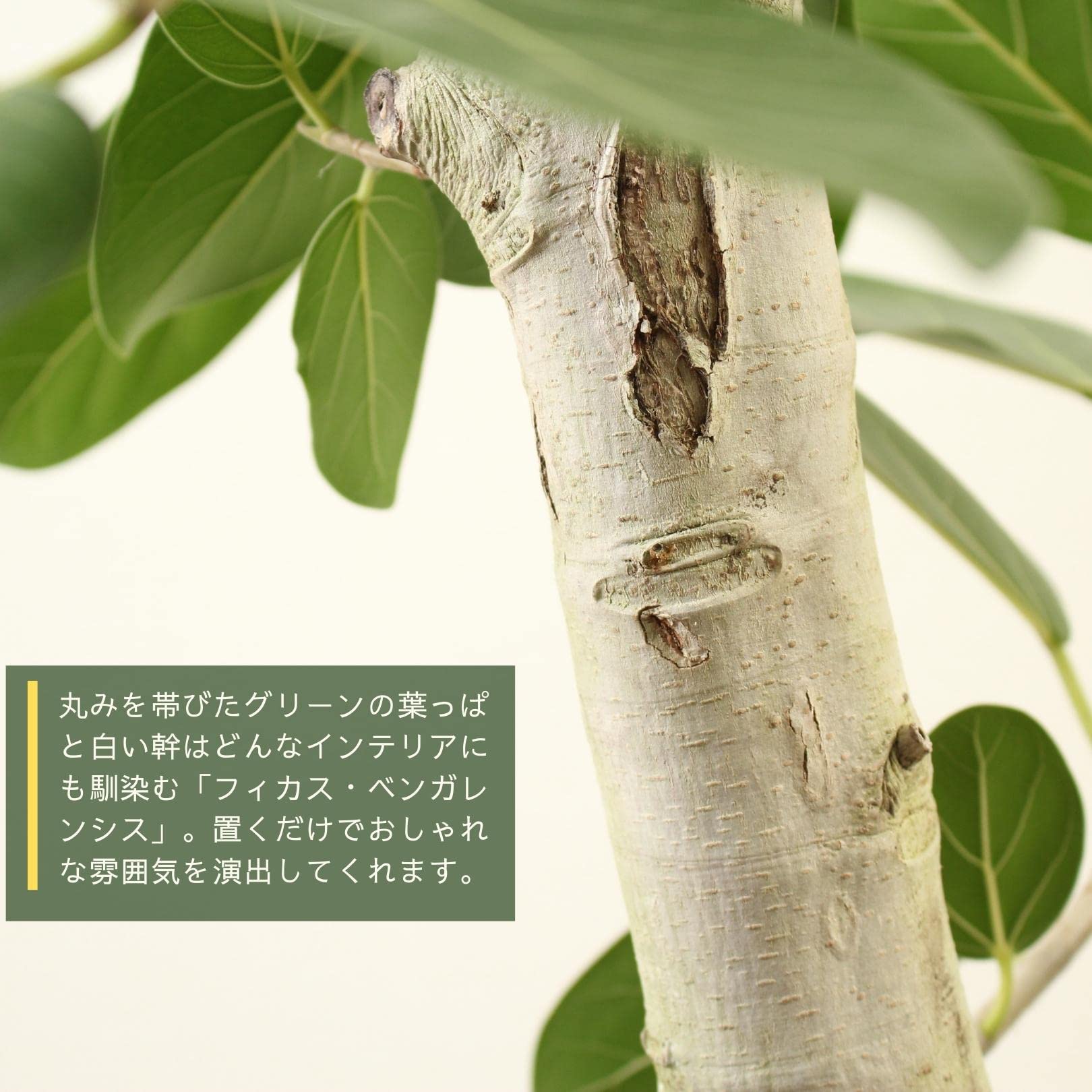 Amazon｜フィカスベンガレンシス 10号 1本立 受け皿付 【観葉植物 本物 