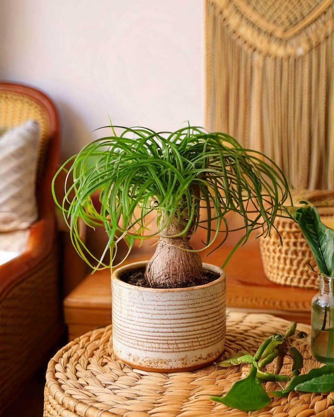 PUR PLANT Pata de Elefante | Beaucarnea Recurvata Pet Friendly | Planta de Interior Natural Resistente | Maceta de Ø 12 cm