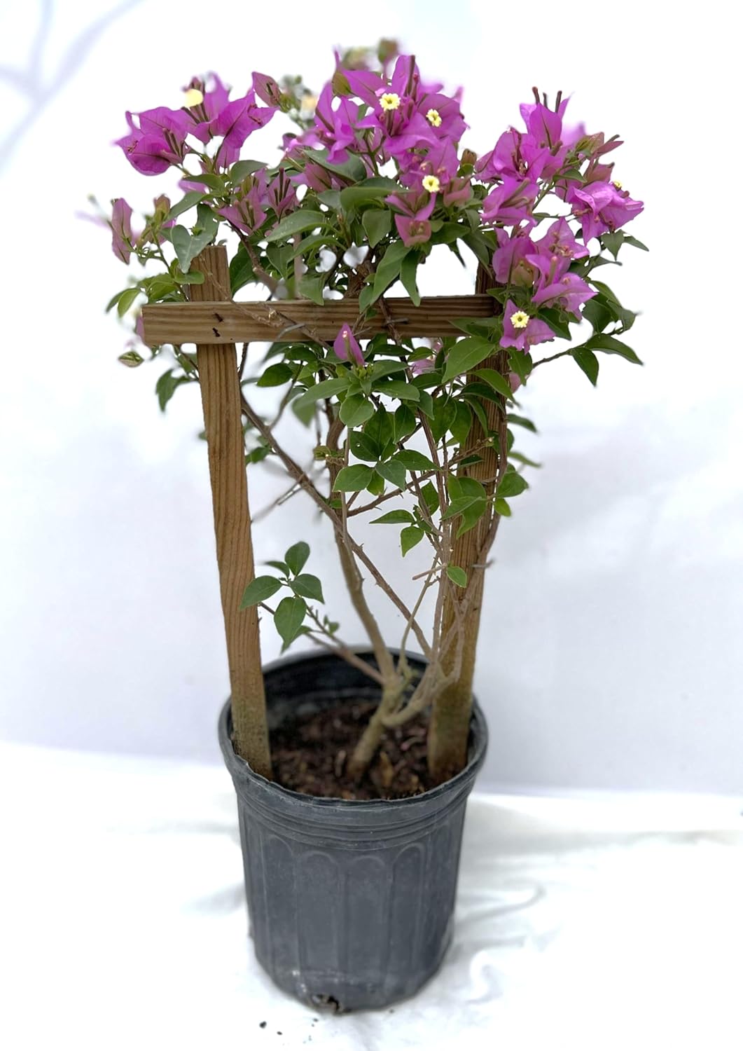 Purple Bougainvillea Live Well Established Plant in 6" Pot with Trellis Bright Colors Flowering Vine Indoor/Outdoor Perennial/Annual