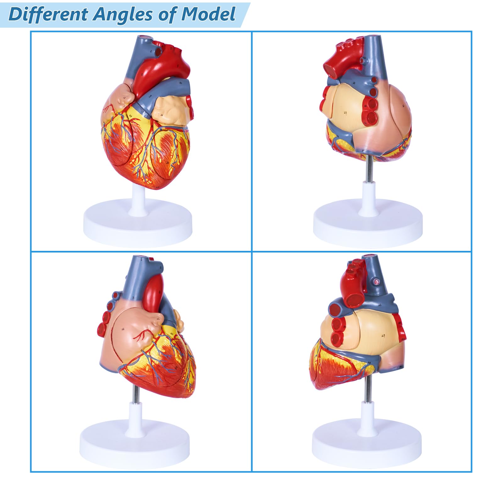 breesky Modello anatomico a forma di cuore umano, 4 parti 1:2, modello anatomico a forma di cuore con 49 strutture anatomiche, tenuto insieme con magneti, include base espositiva montata, manuale
