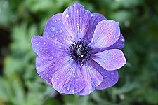 Review Image by Chibi