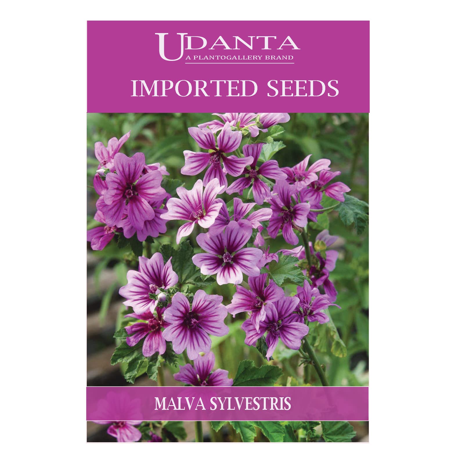 Udanta Malva Sylvestris Rose Purple Imported Flower Seeds For All Season PACK Of 2 Packet
