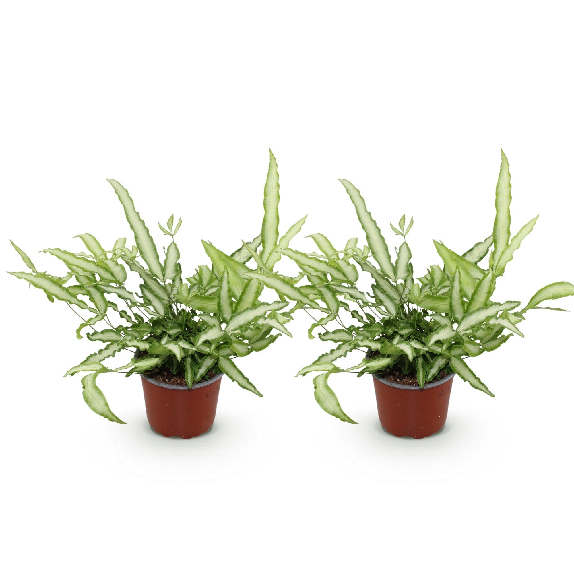 Pteris cretica Albolineata Flügelfarn, 2 Pflanzen, Ø12cm, 28-30cm