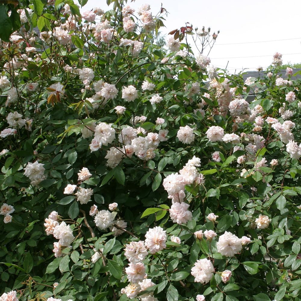 Heirloom Roses Nearly Thornless Rose Plant - Cécile Brünner Pink Rose Bush, Polyantha Live Plant for Planting Outdoors