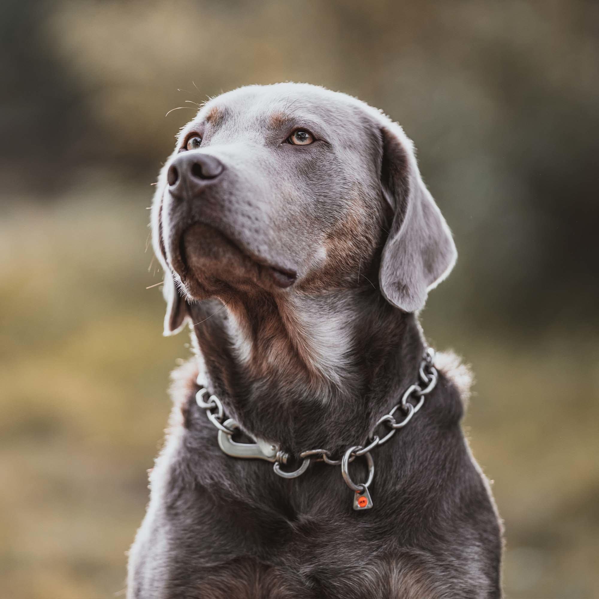 Sprenger Hundehalskette mit Sprenger Haken aus Edelstahl rostfrei 4 mm I Größe individuell einstellbar I Halskette (70 cm)