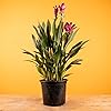 Product Photo 4