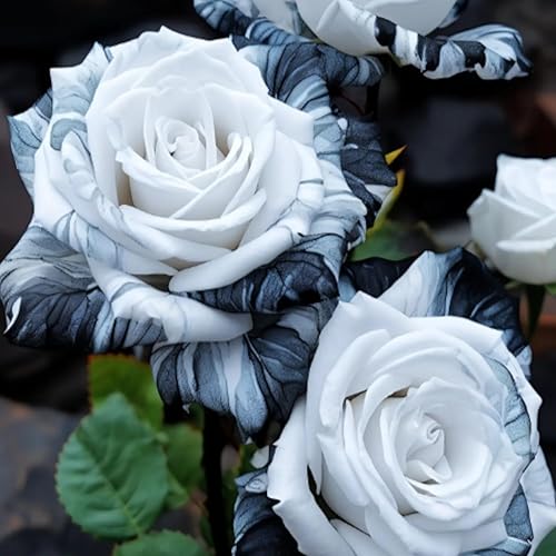 20 semillas de rosa de tinta rara, variedad de reliquia sin OMG, belleza cautivadora para tu jardín, instrucciones de plantación incluidas (idioma