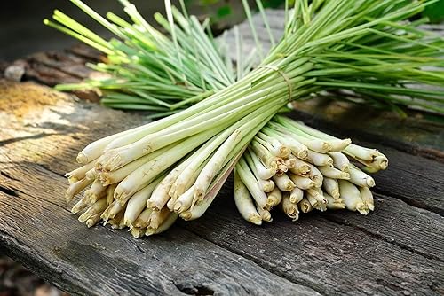 Miniatura 3 de Semillas Limoncillo Cymbopogon No GMO Heirloom