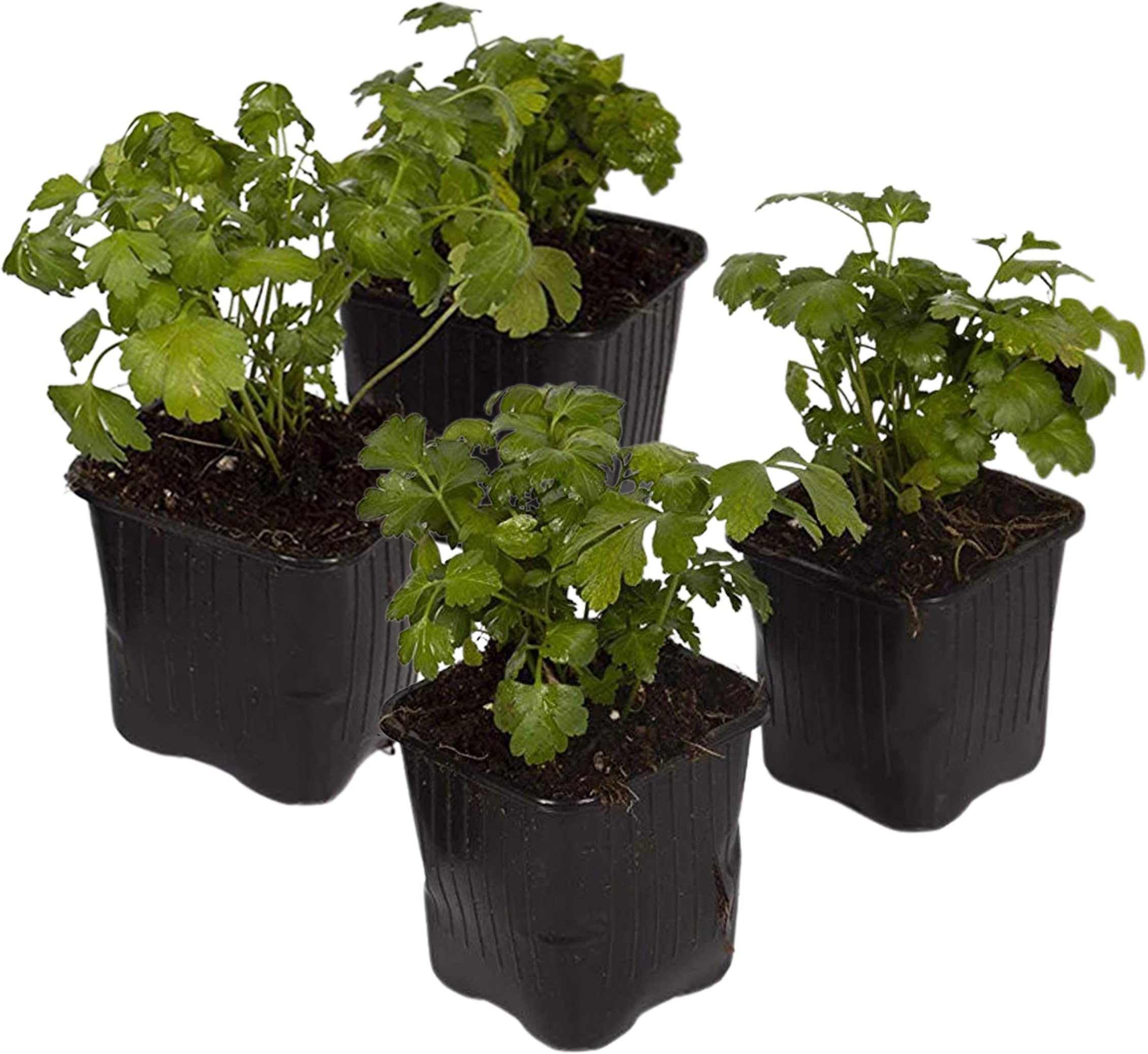 Live Aromatic and Edible Herb - Parsley (4 Per Pack), Boosts Immune System, 8" Tall by 4" Wide