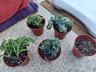 10 Mixed Indoor Plants - 5 Succulents - 5 Cactus Plants in 5.5cm Pots - Indoor main image 0