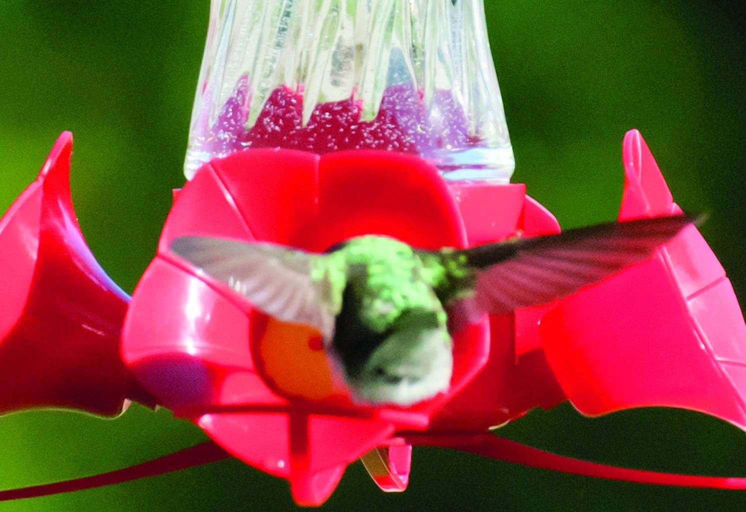Audubon NA35223 Swirl Glass Hummingbird Feeder, 8 oz