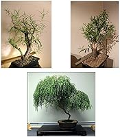 Vista 2 de Ultimate Willow Bonsai Bundle - 9 tipos de sauce exótico para crecer como bonsái