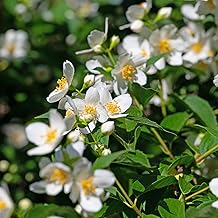 Philadelphus coronarius real plant - Pot diameter 18 cm