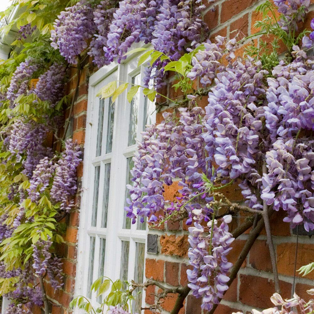 Wisteria Sinensis Hardy Garden Climbing Shrub 2X 9cm Pot Plant Scented by Thompson and Morgan (2)