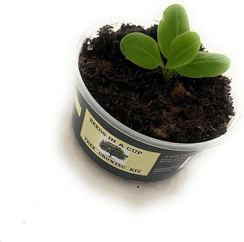 | Plant Grow Kit | Chamomile | Vegetable and Herb Seed Starter Kit for Kids & Adults | Urban Garden Grow Kit | to Grow | Best Grow Your Own Plant Gardening Gift