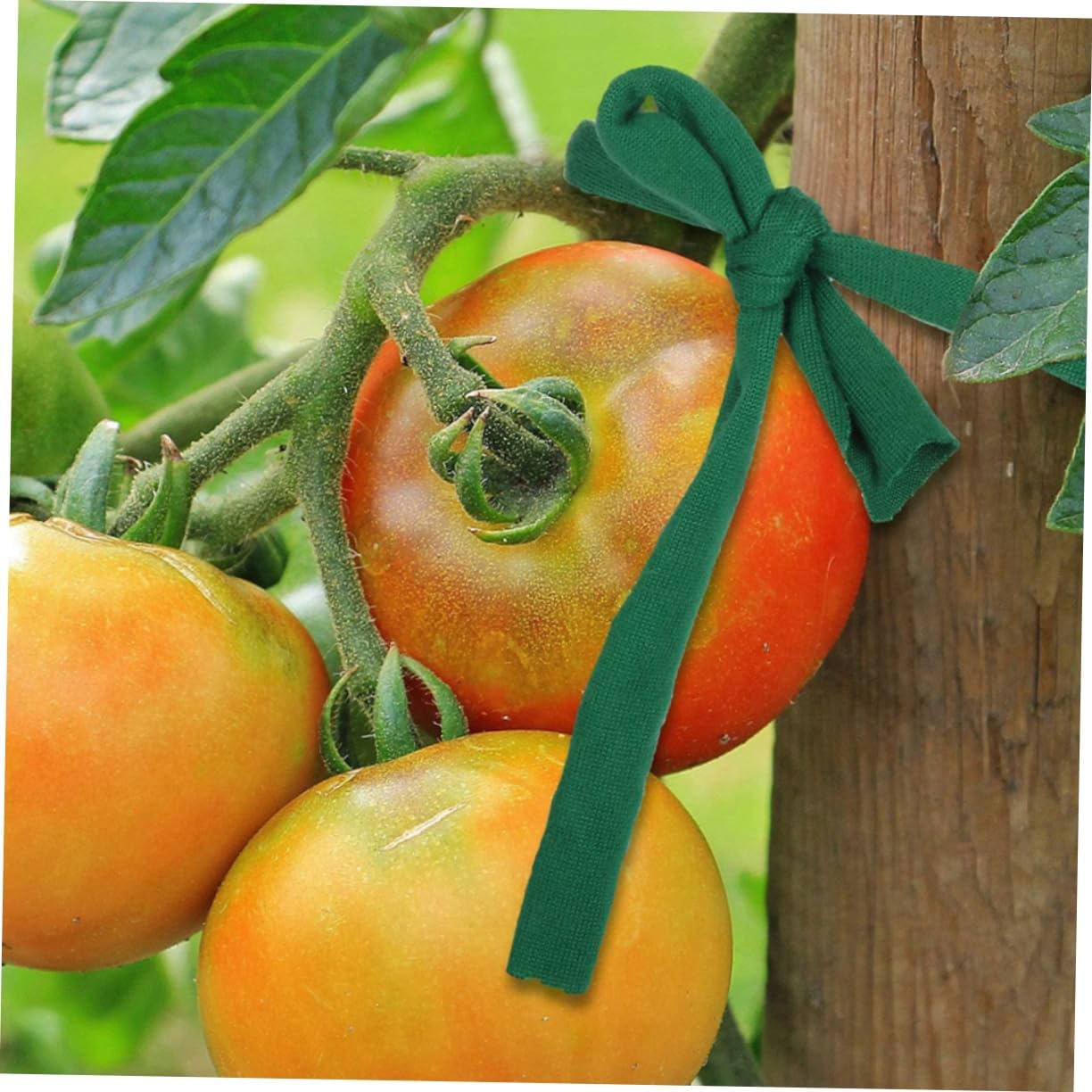 POPETPOP 10rolls Tree Support Strap Plant Support Tie and Wear-Resistant Garden Strap for Staking Trees and Shrubs Flexible