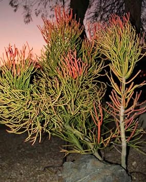 10 cuttings Pencil Cactus Euphorbia Tirucalli Sticks on Fire Succulent Cuttings
