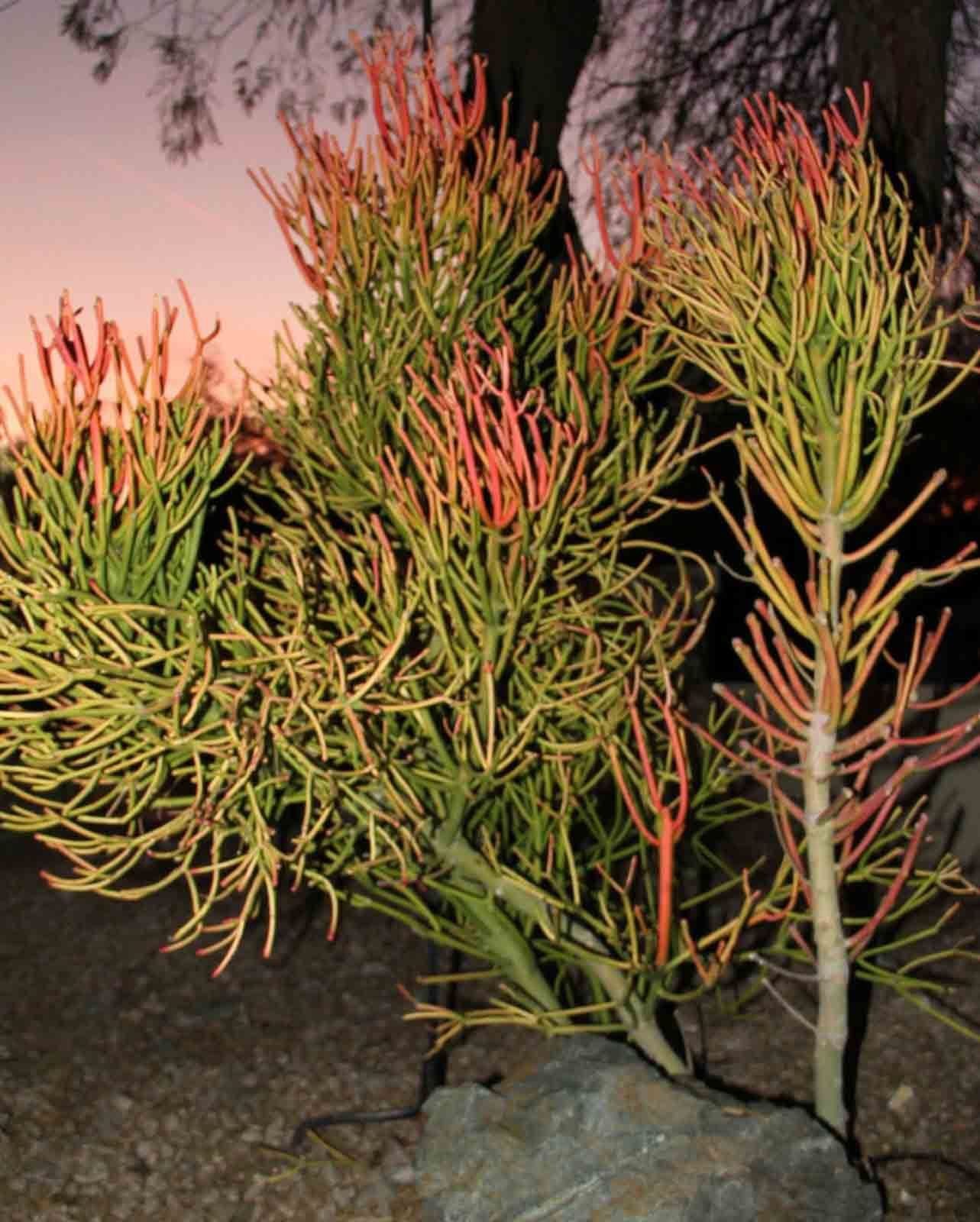 Pencil Cactus 9 Cuttings