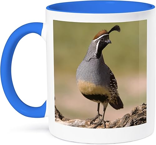3dRose Gambel's - Taza de codorniz, 11 onzas, azulblanco