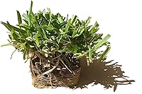 Vista 2 de St. Augustine 'Seville' Sod - 3 tapones vivos - Hierba de césped tolerante a la sequía, la sal y la sombra