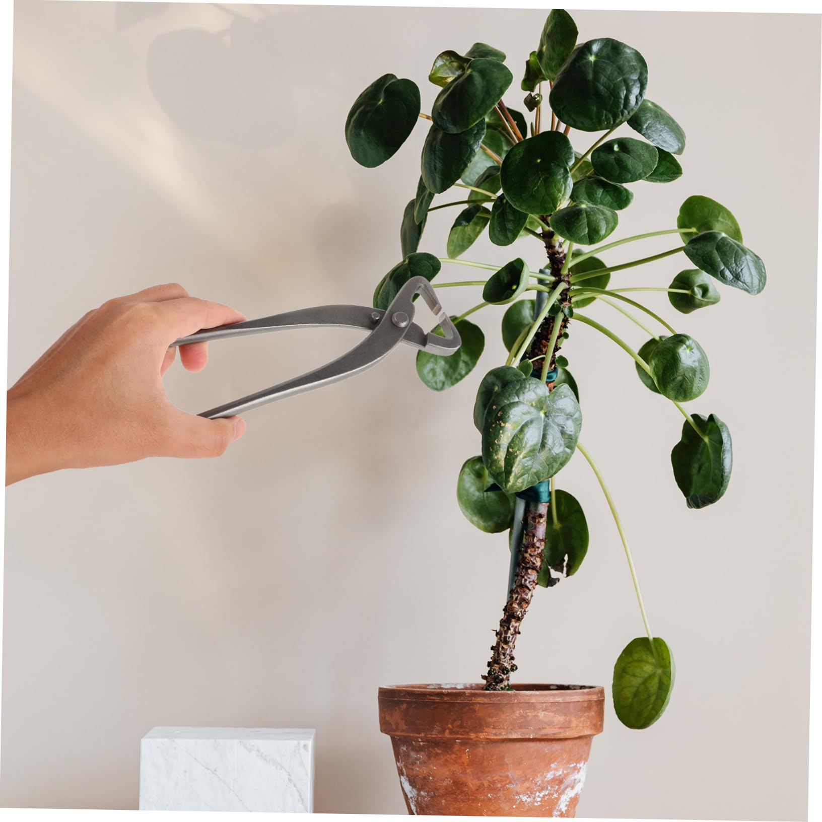 ibasenice per Bonsai Carbonio per Potatura e Strumenti Modellatura per Giapponesi Ergonomici e Facili per La Dettagliata delle Piante