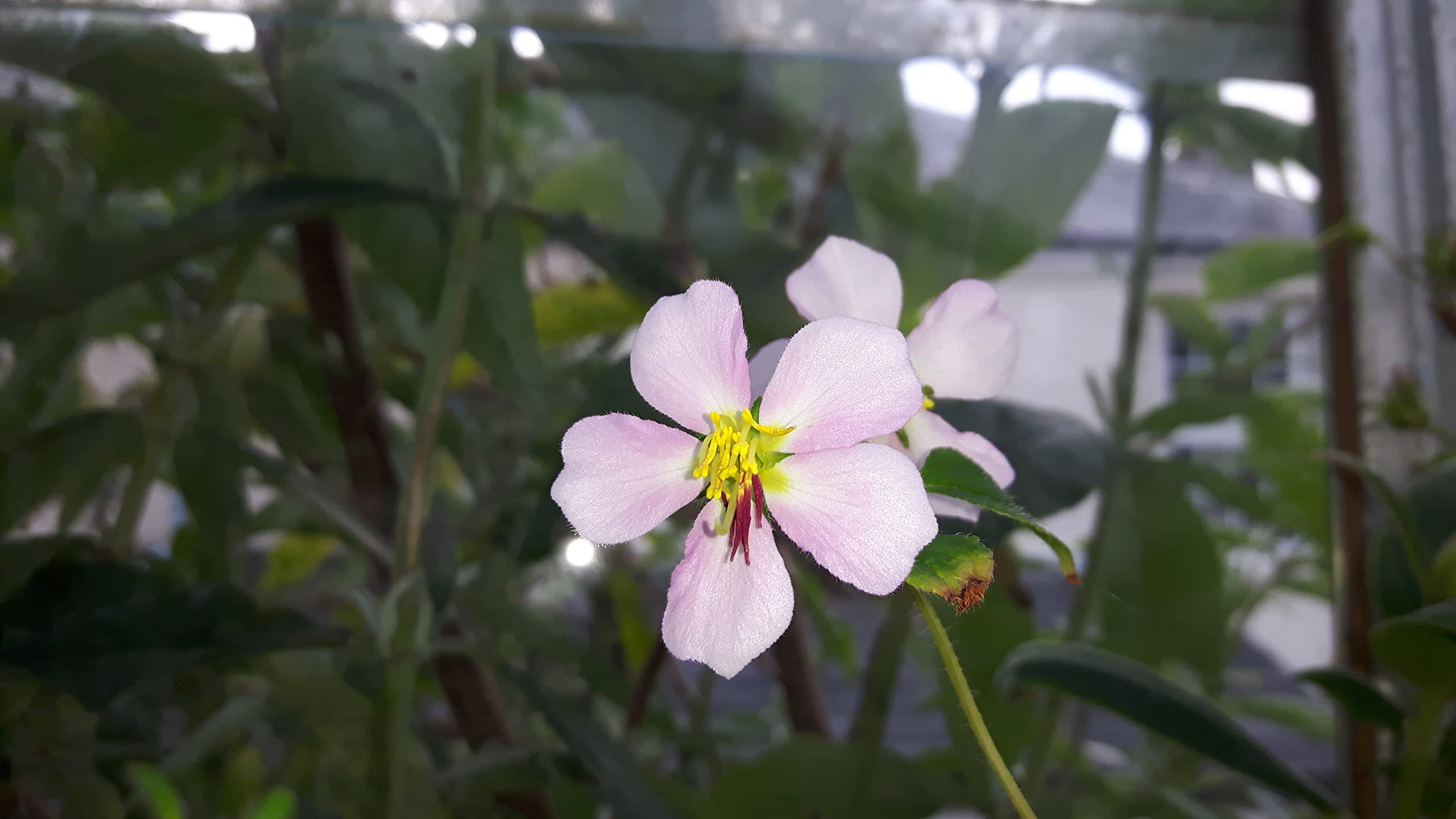 Tibouchina paratropica. Stunning Rare Long Flowering Perennial for sunrooms and glasshouses