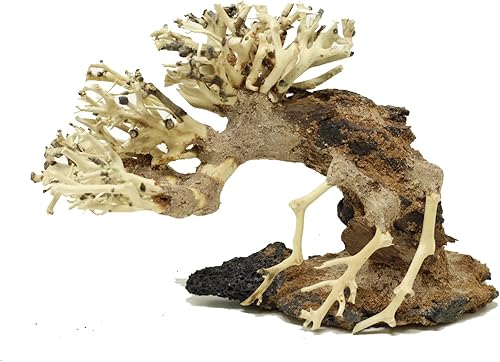 Pequeño árbol de acuario ASX aleatorio (4 pulgadas de alto x 5 pulgadas de largo) natural, decoración de pecera hecha a mano | Fácil de instalar