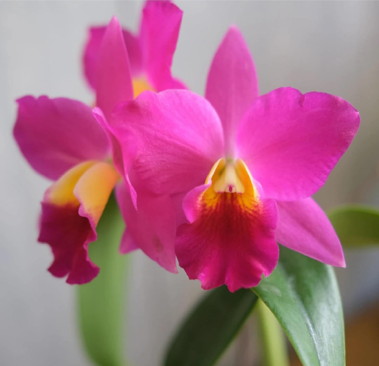 Hawaiian Pink Cattleya Orchid Starter Plants 1 PK - 4 – 6 Inches Tall, Rooted in 2.5 Inch No Bloom