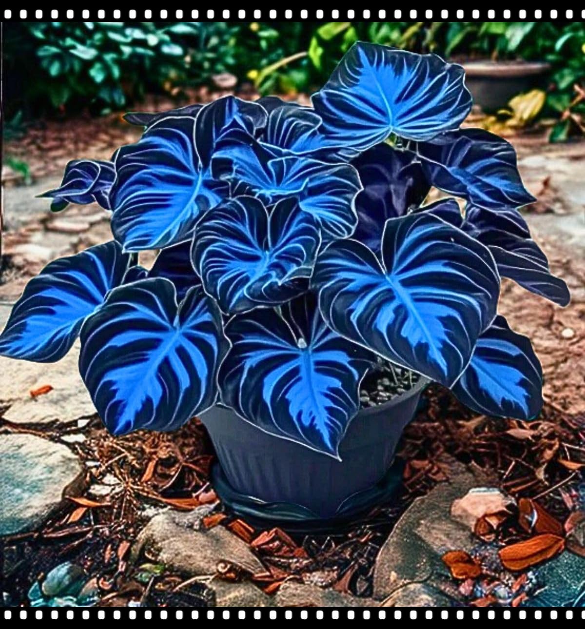 Midnight Blue Heart Hosta Bulbs, Suitable for Shade Planting, Perennial Low Maintenance, Excellent Display-4 Bulbs-A