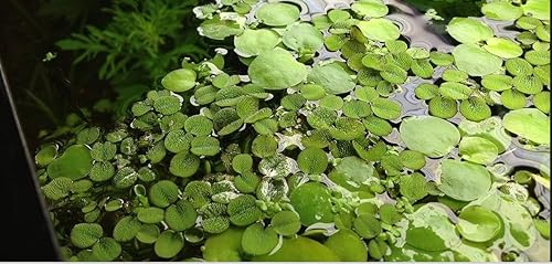Miniatura 2 de Más de 50 lentejuelas de agua (Salvinia Minima), acuario vivo, acuático, flotante, plantas de estanque